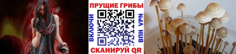 Купить где  Домодедово  Псилоцибиновые грибы Cubensis 